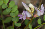 Englemann's milkvetch